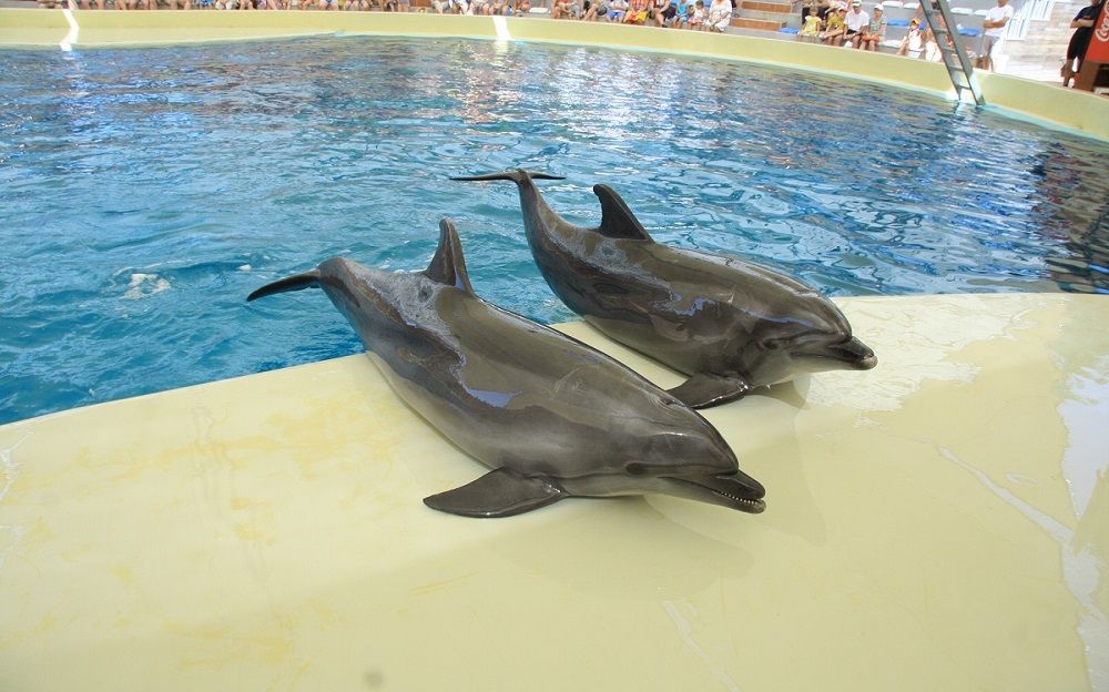 Dolphinpark